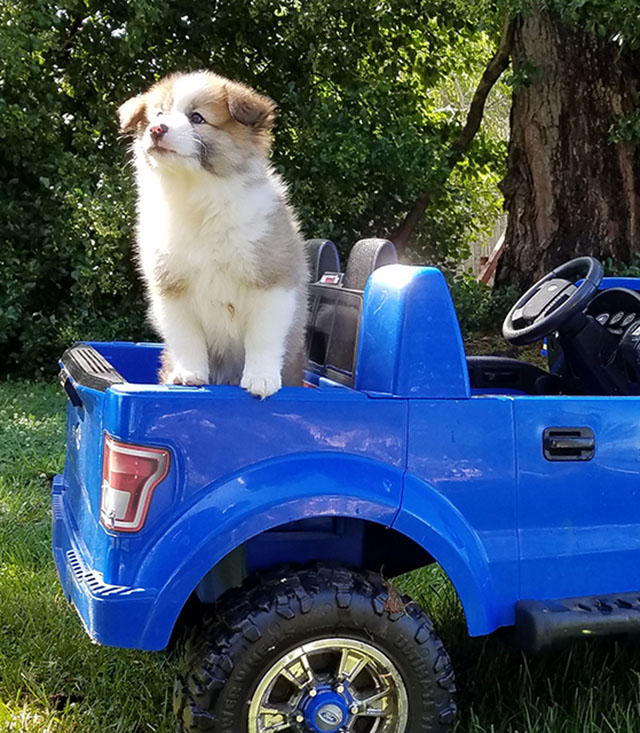 Icelandic Sheepdog Puppy in Truck