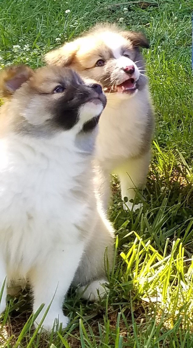 Icelandic Sheepdogs Socialization