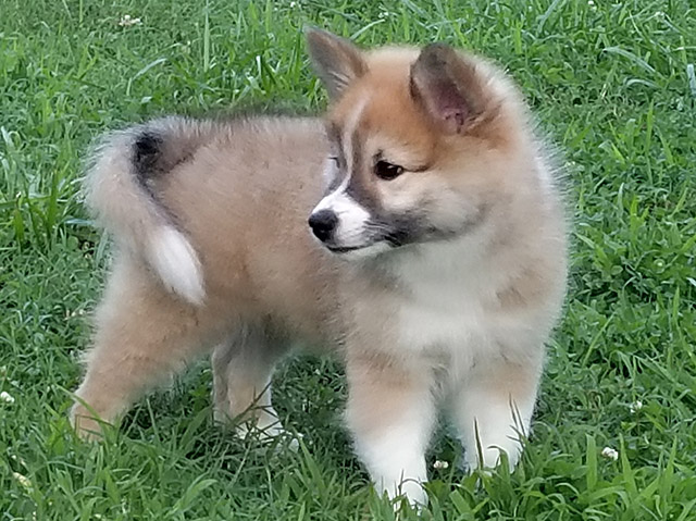 Icelandic Sheepdog Puppies