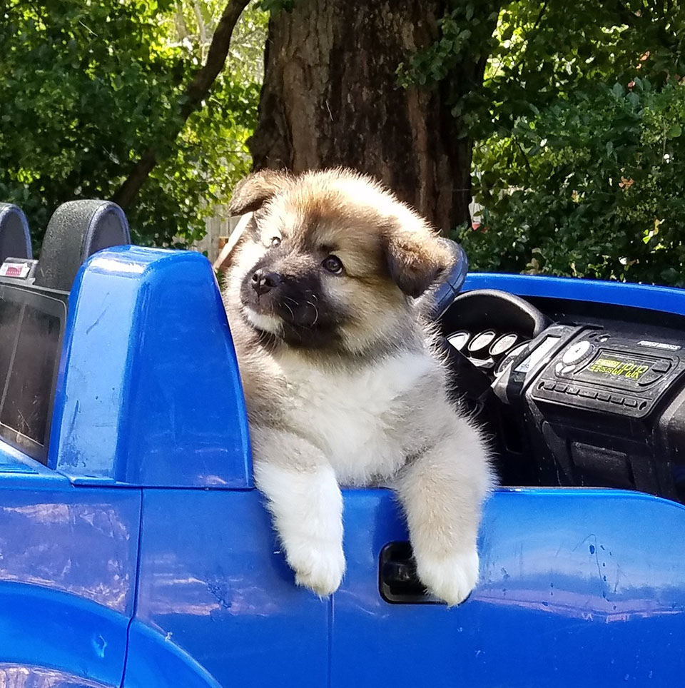 Icelandic Sheepdog Puppy