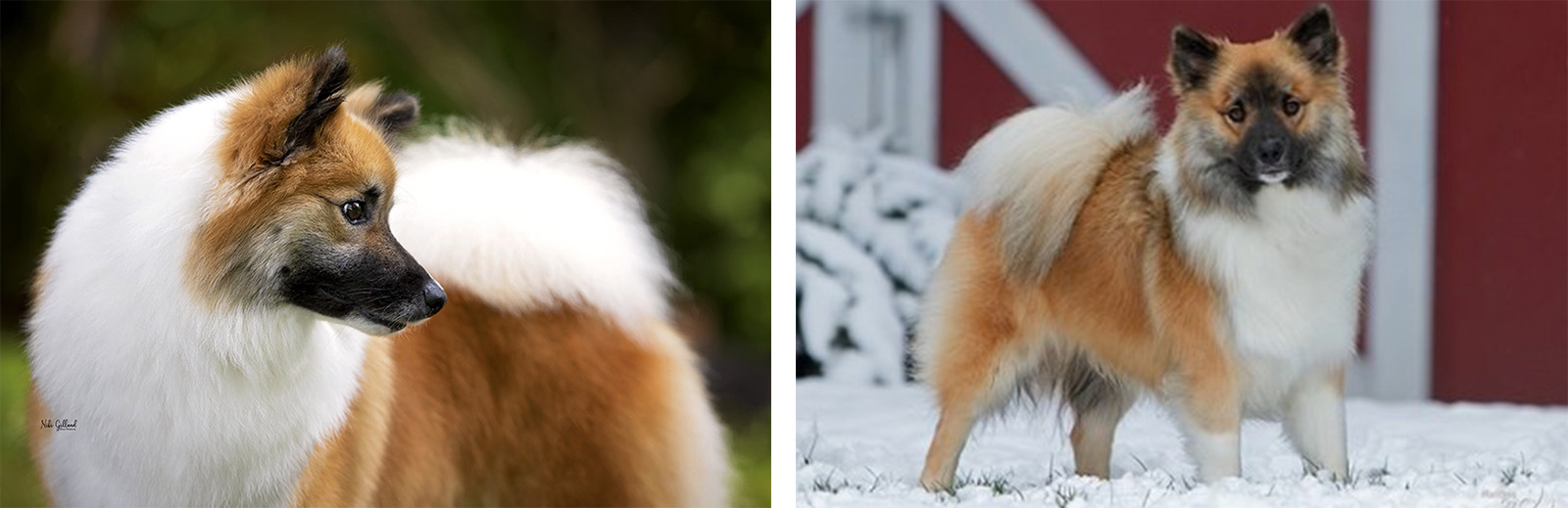 Photo of Vali Icelandics Scarlet and Bubbie